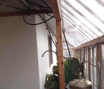 greenhouse banana tree